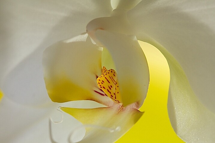 17-Light-painting-flowers-fill-orchid