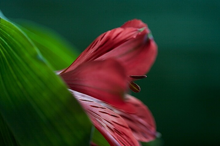 25.s-Light-Painting-Flowers-2016-05-19at16-33-56