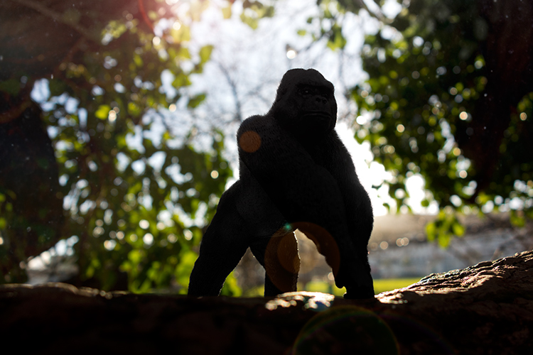 http://digital-photography-school.com/wp-content/uploads/2016/05/Gorilla-with-lens-flare-and-dust-particles.jpg