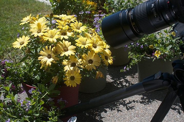 Photograph-Flowers-in-sun-3
