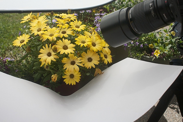 Photograph-Flowers-reflector-above-and-below