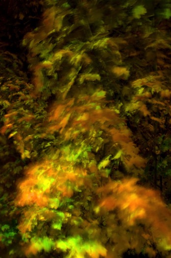 Autumn leaves in motion