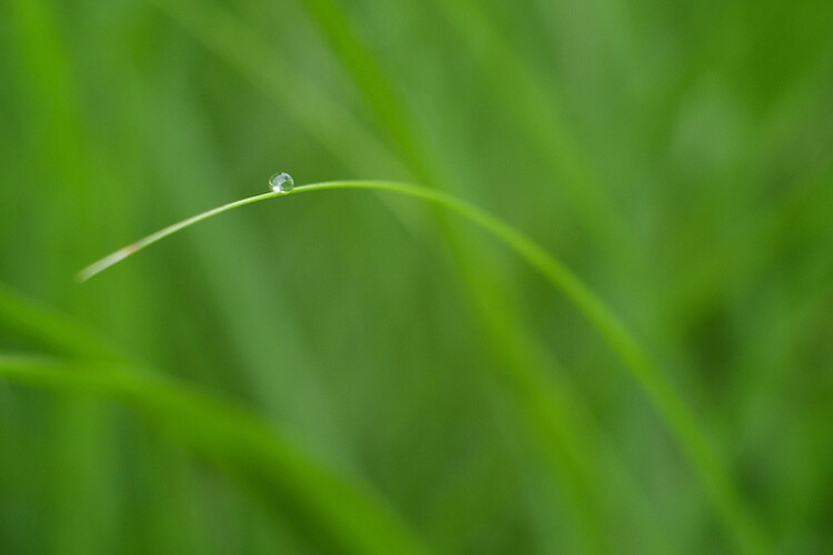 Nailing focus on the water drop was almost impossible, so I took several images while focusing manually to make absolutely sure I got at least one good image.