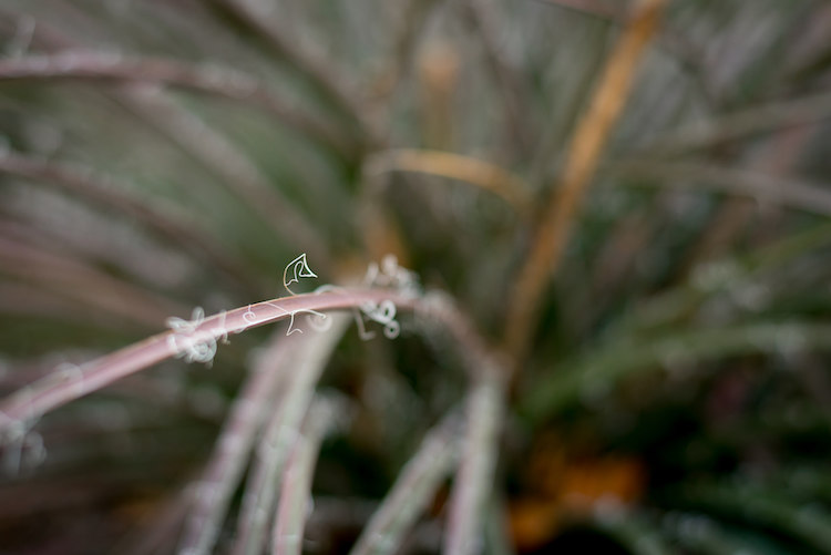 I made this image by slowly adjusting the focus on my lens while I took several shots. Only one had the single strand sharp and in focus, but that one picture was all I needed.