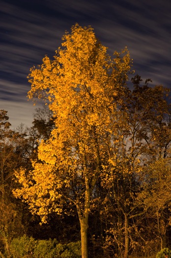 Yellow leaved tree moving clouds at night