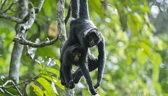 A male and female black-faced spider monkey stick together in the Peruvian Amazon Rainforest. These two individuals are displaying courting behaviour.