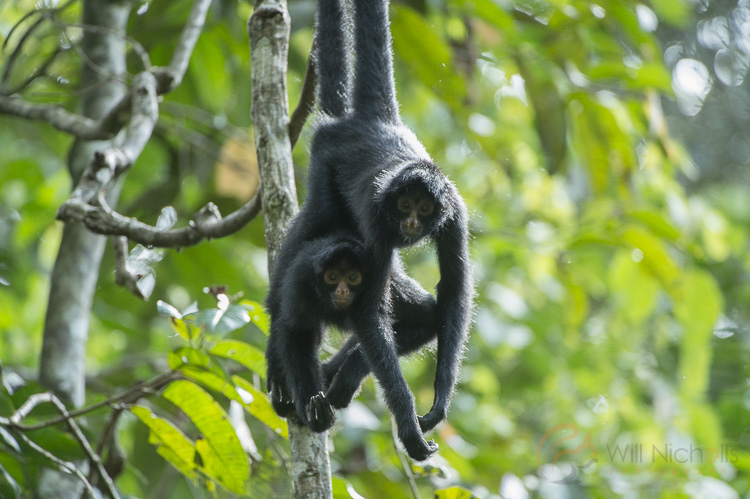 A male and female black-faced spider monkey stick together in the Peruvian Amazon Rainforest. These two individuals are displaying courting behaviour.