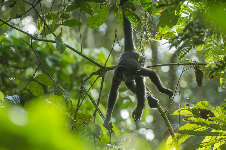 A backlit Peruvian spider monkey in the Amazon Rainforest in Manu, Peru.