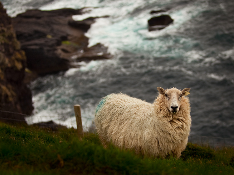 Dingle-Sheep