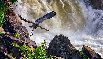 Wildlife image taken using a fast shutter speed and a telephoto lens.