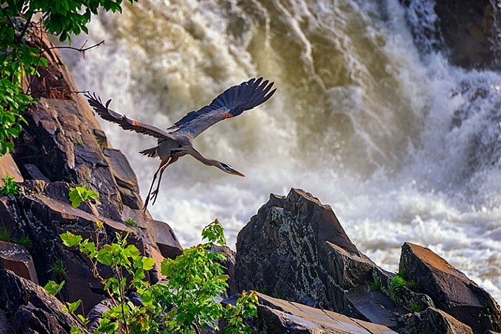 Wildlife image taken using a fast shutter speed and a telephoto lens.