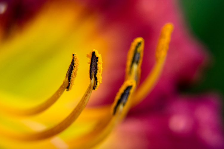 close-up-filters-anthers