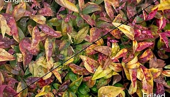 four-lightroom-sliders-leaves-comparison