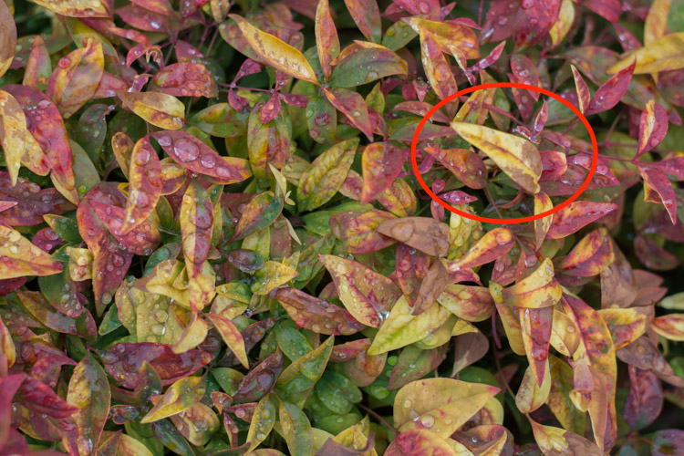 Highlights adjusted to a value of -80. Notice how the yellow leaves, particularly the large one on the right-hand side, now display a much richer shade of yellow and are not as washed-out as in the initial photo.