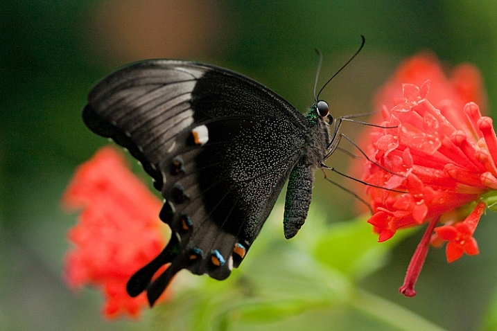 how-to-photograph-butterflies2