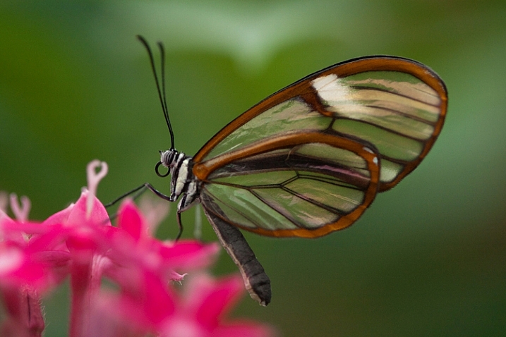 how-to-photograph-butterflies4