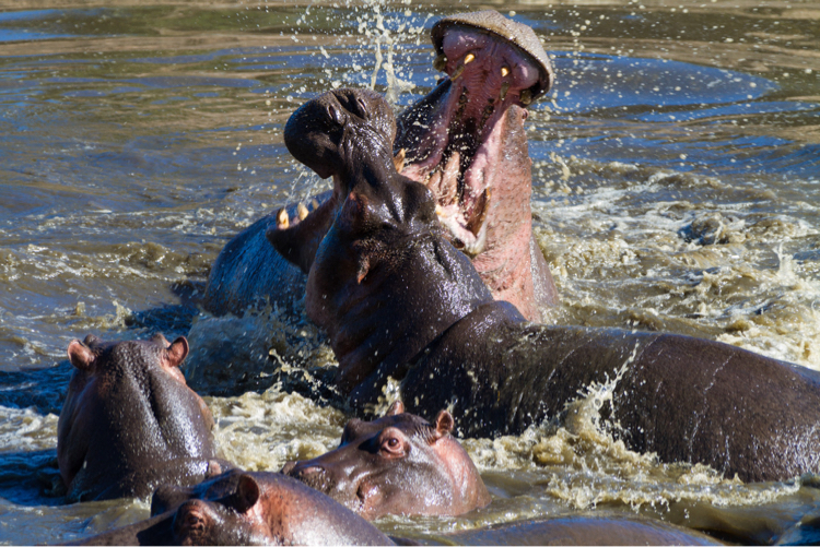 FIghting Hippos, Serengeti National Park, Tanzania