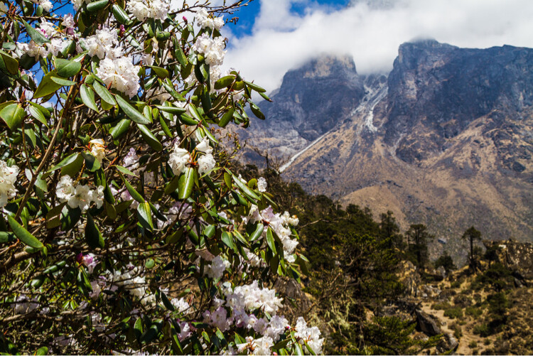 Rhododendrons in the Himalayas, Nepal