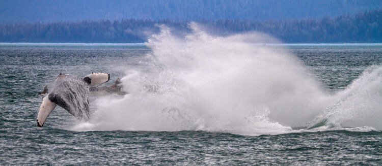 Breaching humpback whales, Alaska, USA