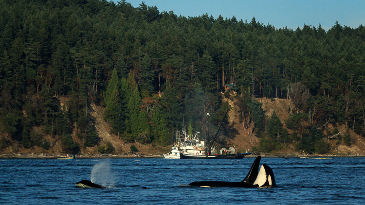 Orcas and commercial fishing boats near San Juan Island, Washington.