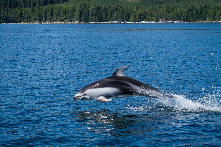Pacific White Sided Dolphin in Johnstone Strait, British Columbia