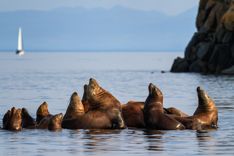 Sea lions basking on rocks near Vancouver Island, British Columbia.