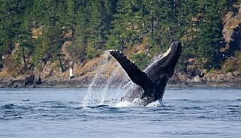Humpback whale breaching near Campbell River, British Columbia