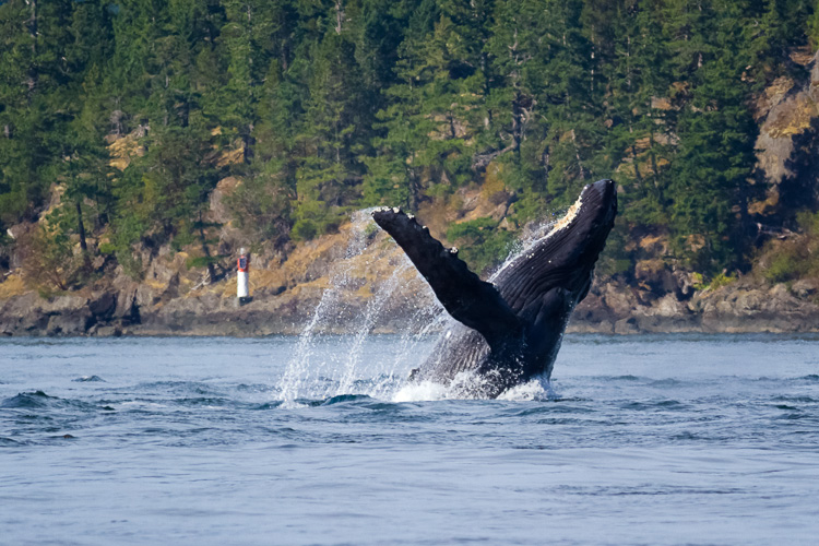 Humpback whale breaching near Campbell River, British Columbia