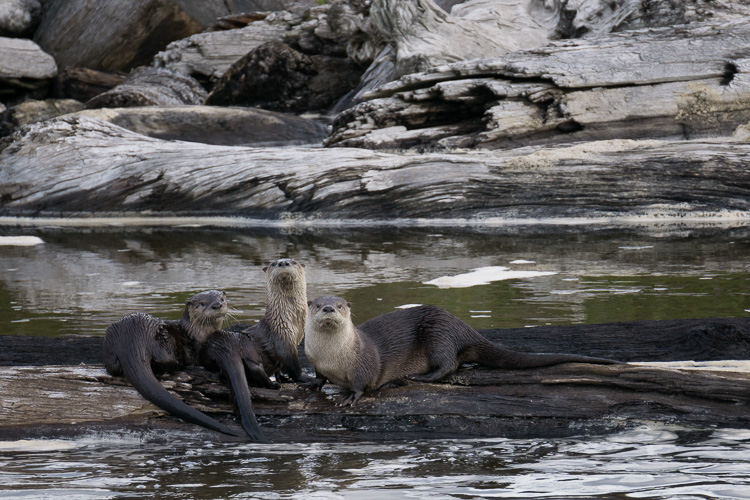 River Otters, Redwood National Park, California