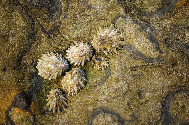 Mollusks in a Tide Pool in Big Sur, California