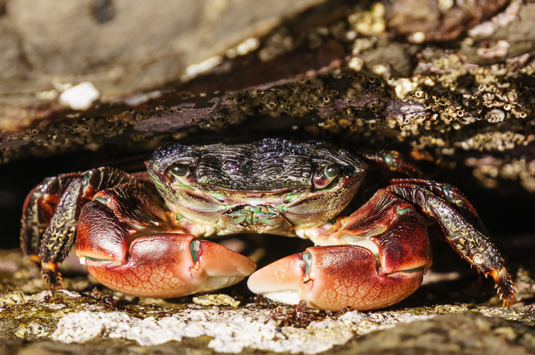 Crab at Big Sur, California