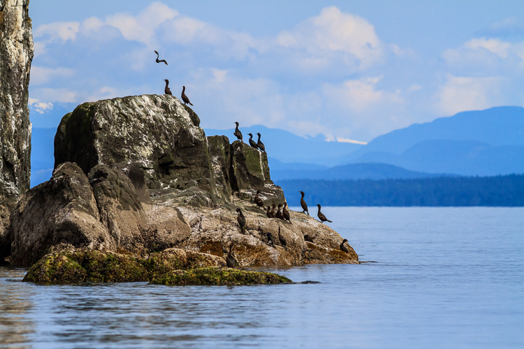 Cormorants on Middlenatch Island, British Columbia.