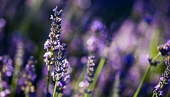 image showing photographing nature in your backyard