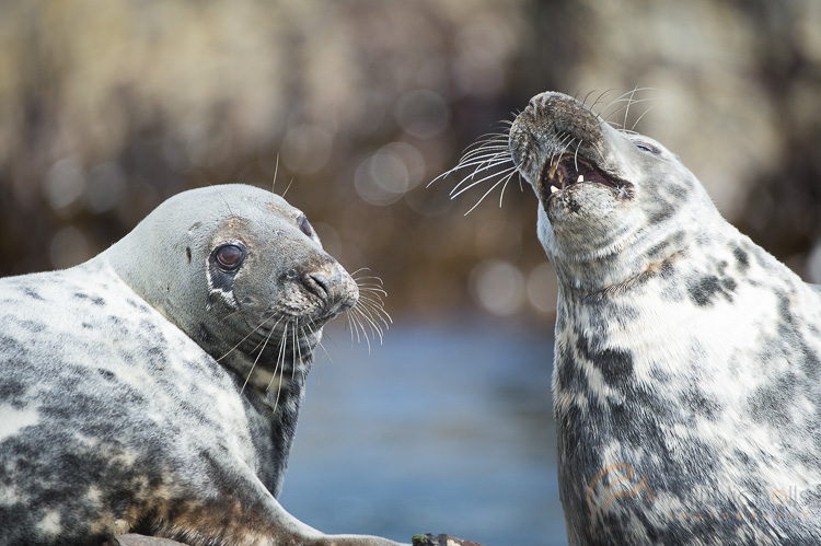 atlantic seals