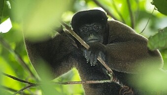 Thanks to a semi-automatic mode, I was ready for action when this woolly monkey surprised me in the Amazon rainforest. Manually mode would have rendered my efforts useless in such a fleeting moment.