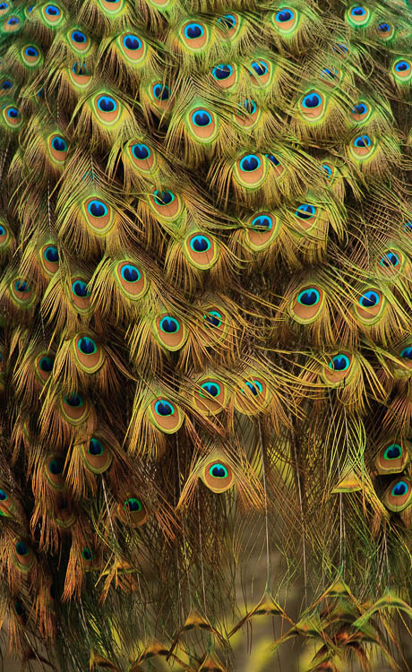 The tail feathers of a peacock by Anne McKinnell