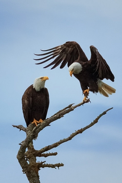 Two bald eagles by Anne McKinnell
