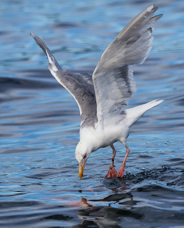 Seagull looking at underwater sockeye salmon by Anne McKinnell