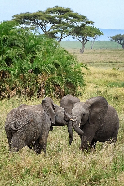 Two elephants playing in Serengeti National Park, Tanzania by Anne McKinnell