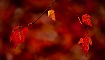 3-fall-leaves-1376.jpg