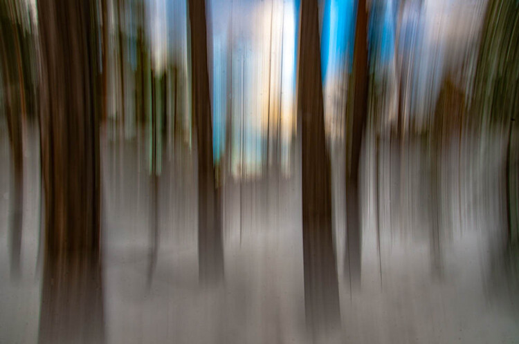 ICM_forest_original_edit