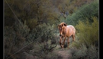 IMAGE-12.jpg