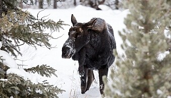 Memorable Jaunts Getting started with wildlife photography-8