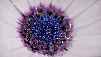 SHILL-Article1-daisy-macro.jpg