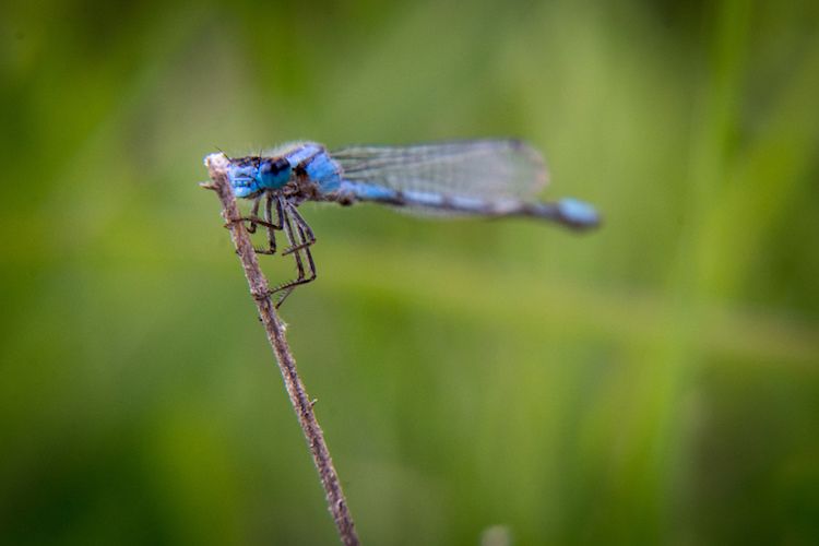 http://digital-photography-school.com/wp-content/uploads/2016/07/creative-uses-for-live-view-dragonfly.jpg