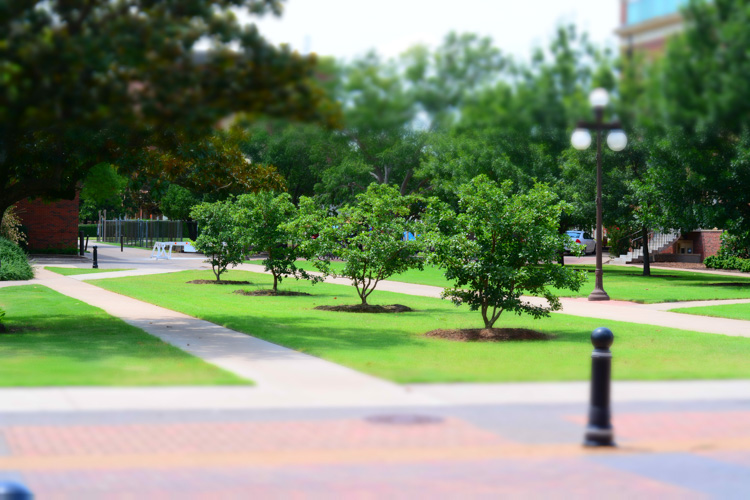 A common camera effect is "miniature," which mimics a tilt-shift lens. It's fun to play around with these built-in effects using Live View which shows you a preview of what the final image will look like as you compose it.