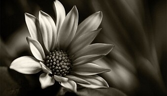 leannecole-lensbaby-macro-flower