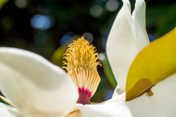 http://digital-photography-school.com/wp-content/uploads/2016/07/mode-dial-magnolia.jpg