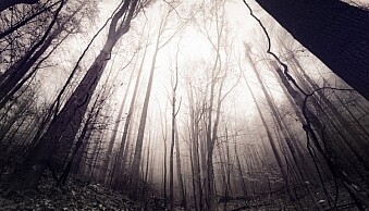 trees-2.jpg