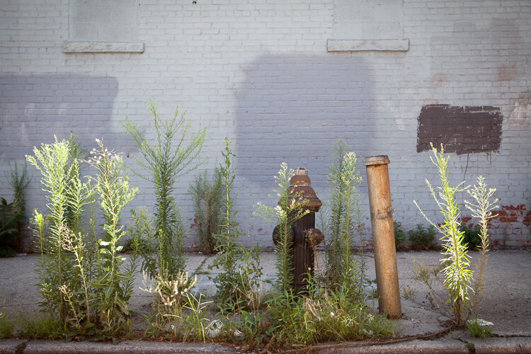 camera settings light on bushes in NYC